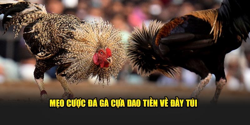 Mẹo cược đá gà cựa dao tiền về đầy túi 